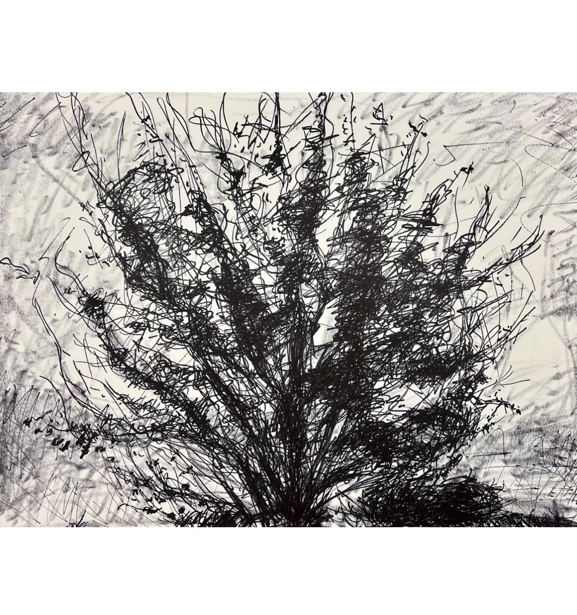 CJL Origin black marker drawing of Tree on rag paper, Tree Study 24x18